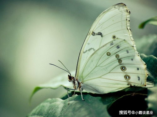 蜉蝣与蚍蜉：是否同一种神秘生物的真相