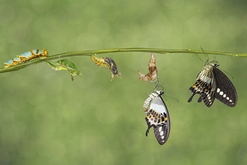 蜉蝣与蚍蜉：是否同一种神秘生物的真相