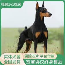 北京杜宾犬舍简介