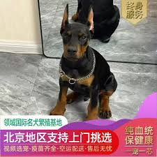 北京杜宾犬舍简介