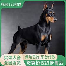 北京杜宾犬舍简介