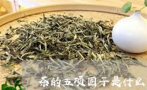 探索EFU的秘密：它竟然与茶有关？